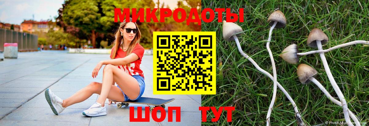 Галлюциногенные грибы Psilocybine cubensis Тимашёвск